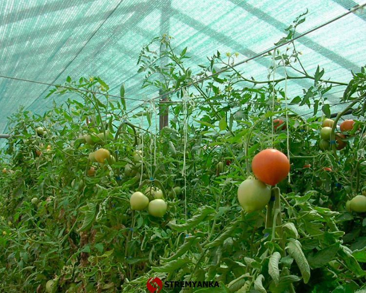 Сетка затеняющая KARATZIS 50%, 50х3/150 м KRTZ50503 фото